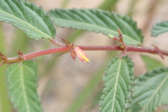 Corchorus trilocularis